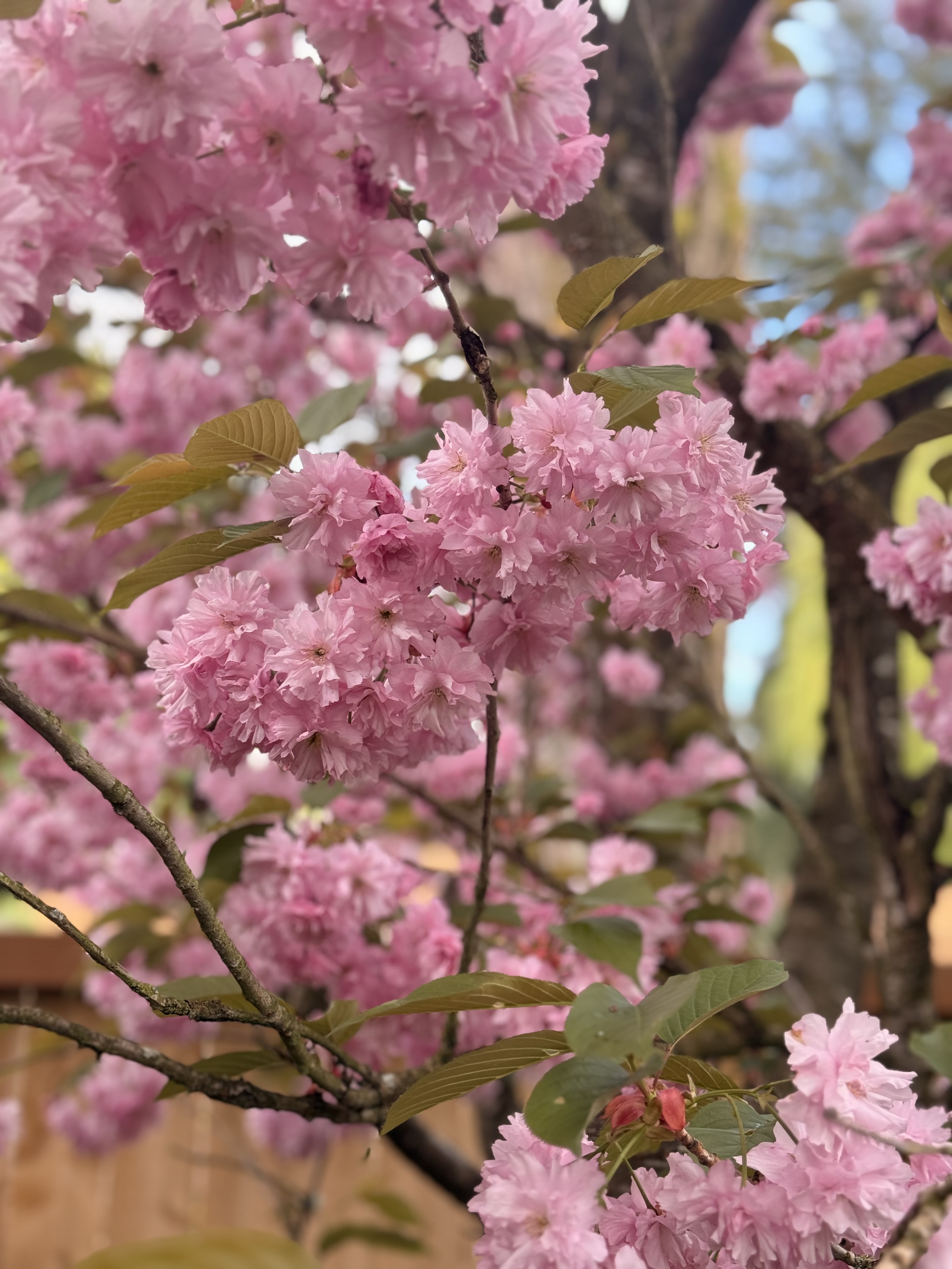 Cherry Blossom Tree (double flowered cherry)